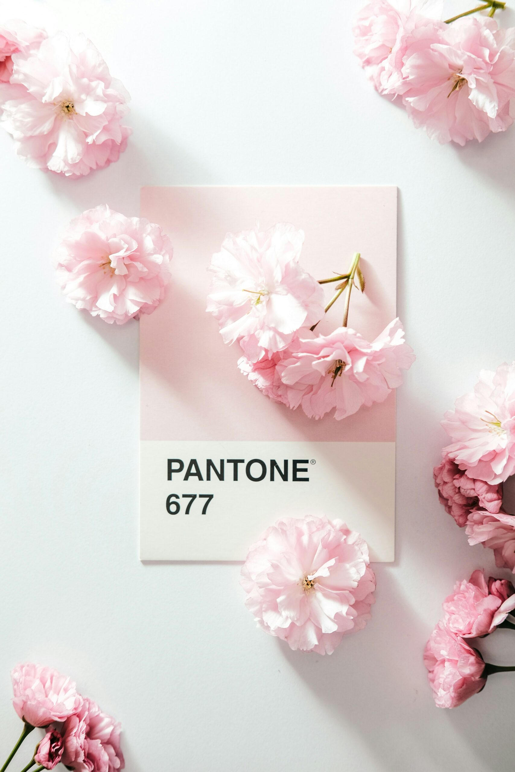 pantone et fleures roses
